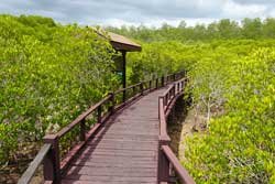 Mangrove