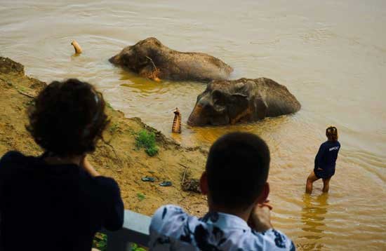 Le bain des éléphants