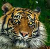 Tigre